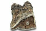 Fossil Woolly Rhino (Coelodonta) Tooth - Siberia #253950-2